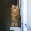 Selkirk Rex Reviews | RateItAll