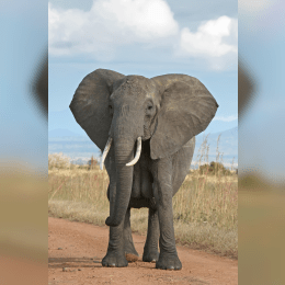 Elephant image