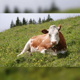 Cow image