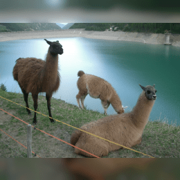 Llama image