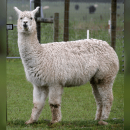 Alpaca image