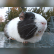 Domestic Guinea Pig Reviews | RateItAll