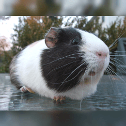 Domestic Guinea Pig image