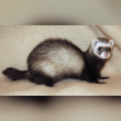 Domestic Ferret Reviews | RateItAll