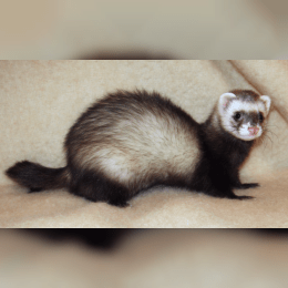 Domestic Ferret image