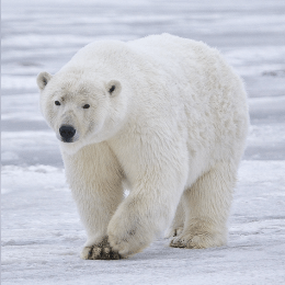 Polar Bear image