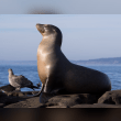 Sea Lion Reviews | RateItAll