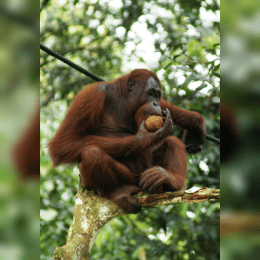 Orangutan image