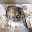 Snow Leopard Reviews | RateItAll