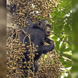 Chimpanzee image