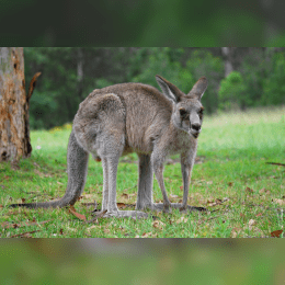 Kangaroo image