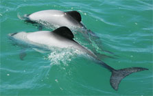 Maui Dolphin image