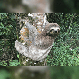 Sloth image