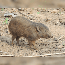 Pygmy Hog image