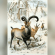 Pyrenean Ibex Reviews | RateItAll