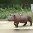 Sumatran Rhino Reviews | RateItAll