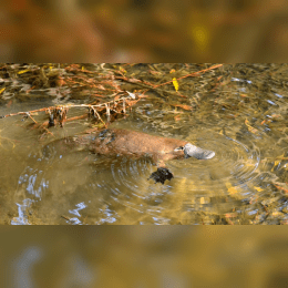 Platypus image