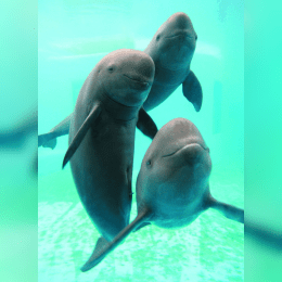 Yangtze Finless Porpoise image