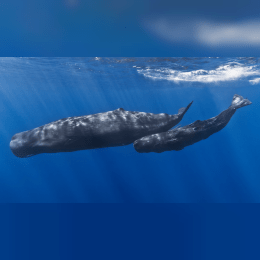 Sperm Whale image