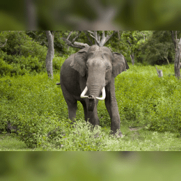 Asian Elephant image