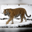 Siberian Tiger Reviews | RateItAll