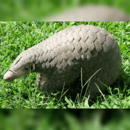 Chinese Pangolin image