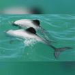 Maui Dolphin Reviews | RateItAll