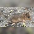 Mountain Pygmy Possum Reviews | RateItAll