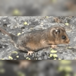 Mountain Pygmy Possum image