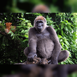 Cross River Gorilla image