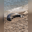 Mediterranean Monk Seal Reviews | RateItAll