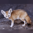 Fennec Fox Reviews | RateItAll