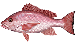 Red Snapper image