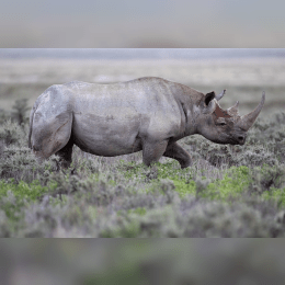 Black Rhino image