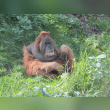 Sumatran Orangutan Reviews | RateItAll