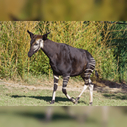 Okapi image