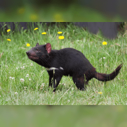 Tasmanian Devil image