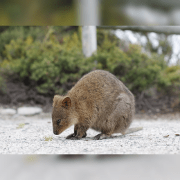 Quokka image