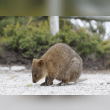 Quokka Reviews | RateItAll