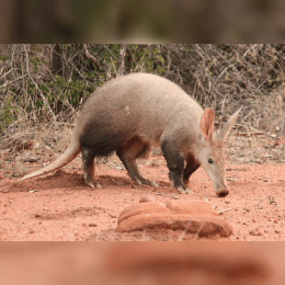 Aardvark image