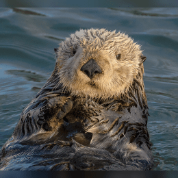 Sea Otter image