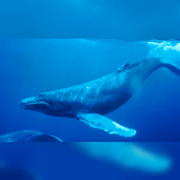 Humpback Whale image