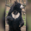 Sloth Bear Reviews | RateItAll