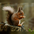 Red Squirrel Reviews | RateItAll