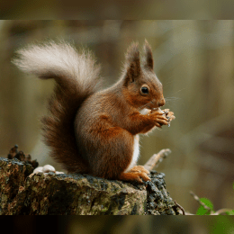 Red Squirrel image