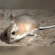 Kangaroo Rat Reviews | RateItAll