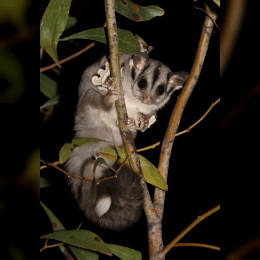 Sugar Glider image