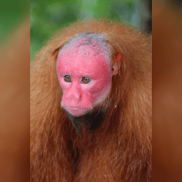 Bald Uakari image