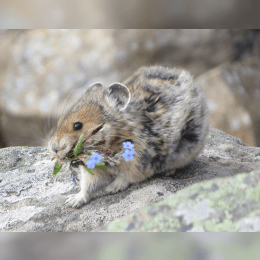 Pika image