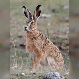 European Hare image